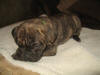 Male Revese Brindle 6 weeks