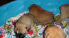 Pups 3-20-2012