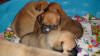 Pups 3-20-2012