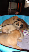 Pups 3-20-2012